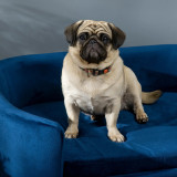 PawHut Small Dog Sofa Home GMS Store