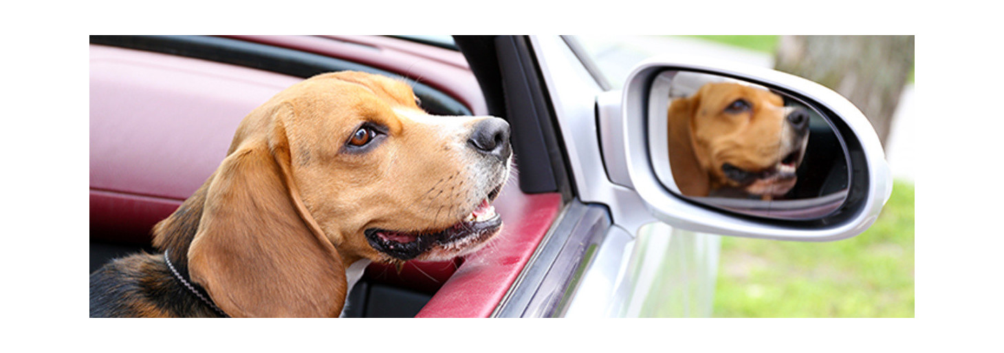 Dog carriers