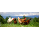 Accesorios para gallinas